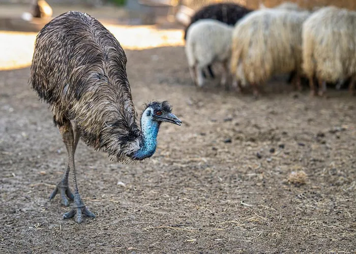 Zichy Park 4* Bikács